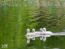 Swan Chicks - Pisklęta Łabędzia